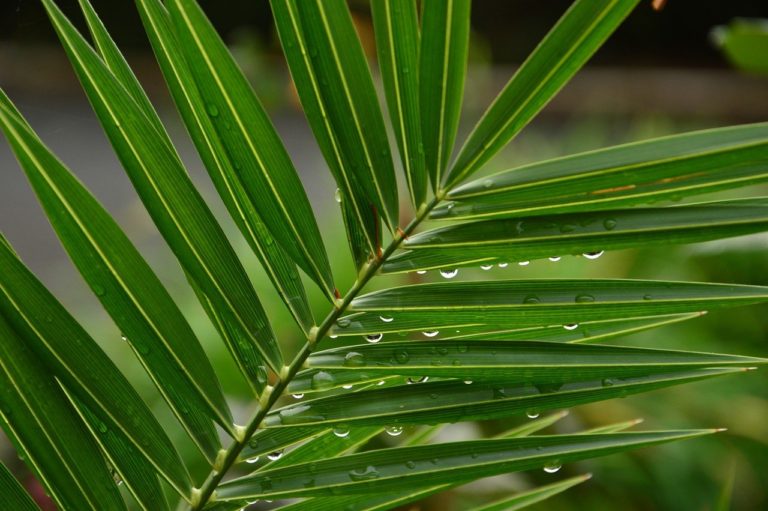 palm leaf, water drops, palm sunday