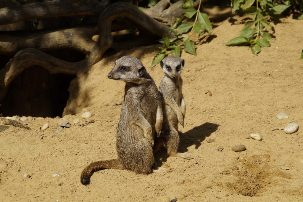 meerkat, cute, animal world